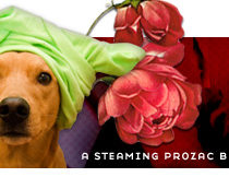 dooce.com Masthead for April 2007 by Heather B. Armstrong titled A Steaming Prozac Burp