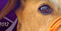 Masthead for dooce.com by Heather B. Armstrong