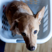 photo of Chuck by Heather B. Armstrong for dooce.com