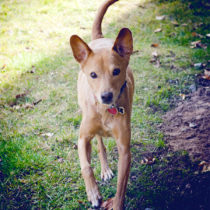 photo of Chuck the dog by Heather B. Armstrong for dooce.com
