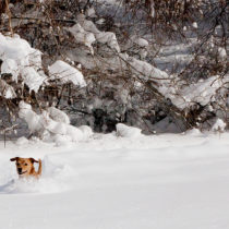 chuck in the snow
