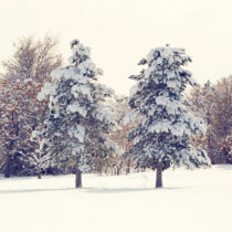 two trees in the snow
