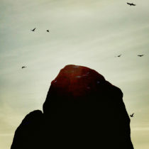 birds in Moab