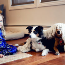 the dogs and a fort