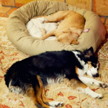 pooped pups