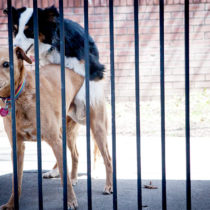 behind bars