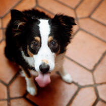 El perro