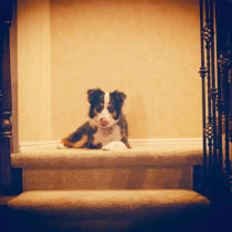ever watchful