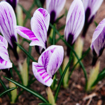 crocus in my yard