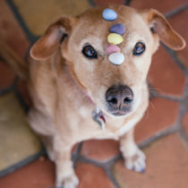 cadbury eggs