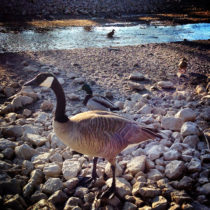 goose