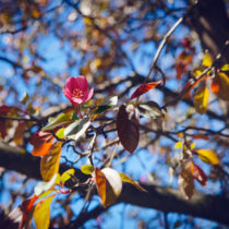 spring of our discontent