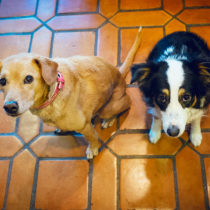 polite beggars