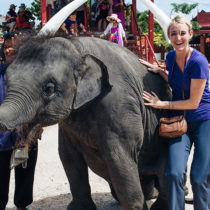 elephant_featured