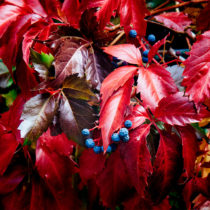 primary colors