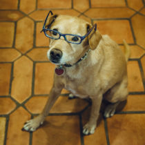 professor chuckles
