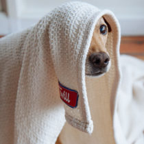 twill blanket