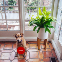 green thumb