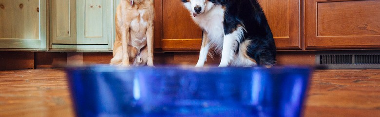 cinnamon rolls dogs