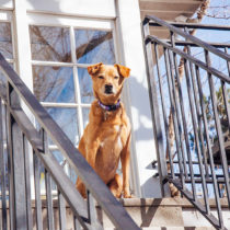 railing as patch