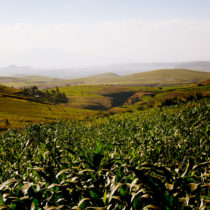 among the maasai