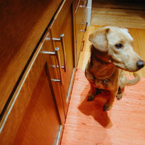 canidae2_featured