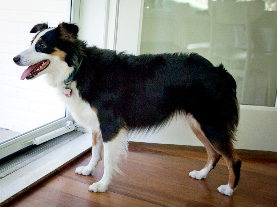 ©dooce.com/Armstrong Media, LLC. All rights reserved. Posted in Daily Chuck, this image of a miniature Australian Shepherd (Coco) waits at the door.