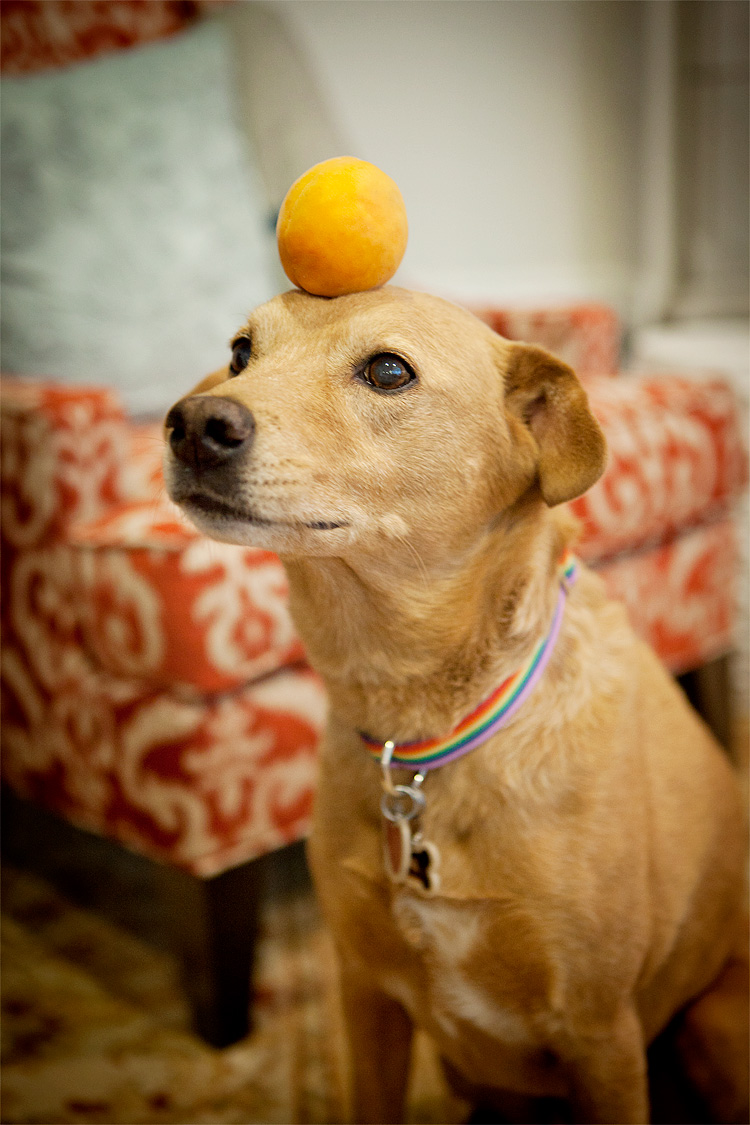 Chuck the dog balancing an apricot by Heather Armstrong for dooce.com