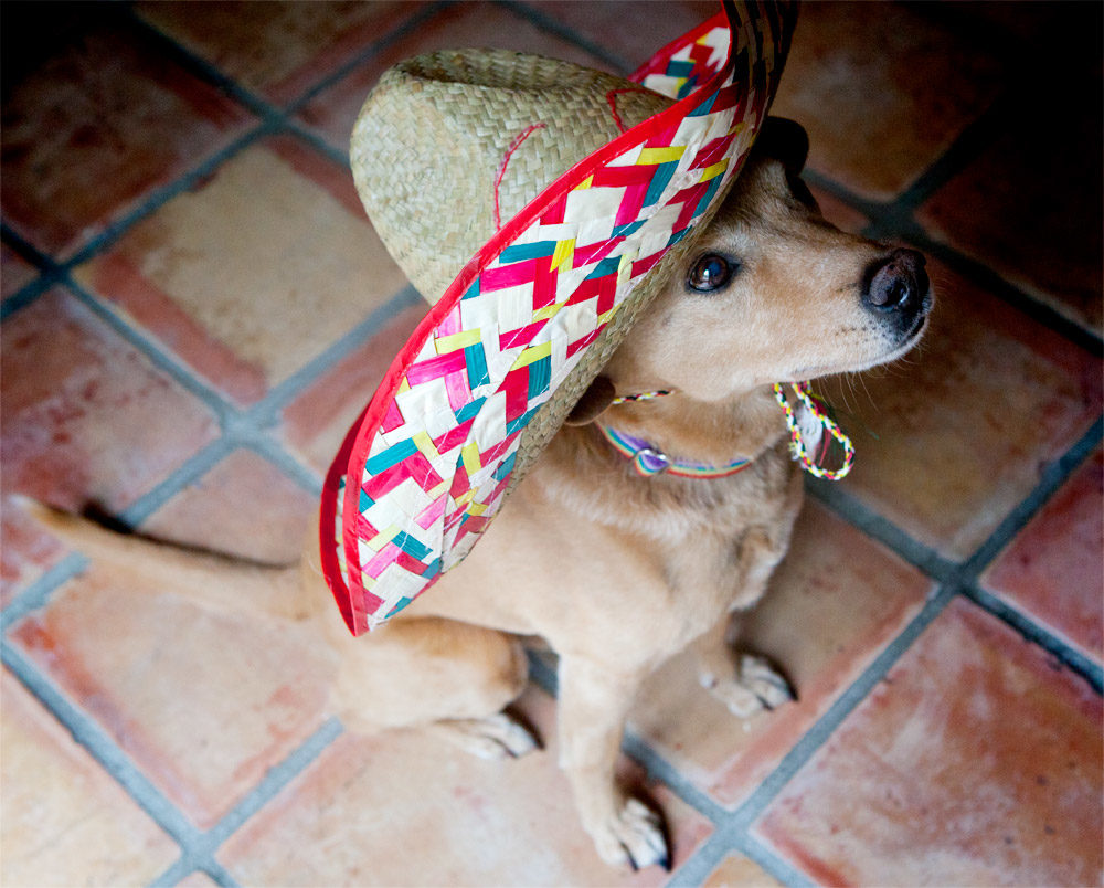 dooce® Tequila is perfectly healthy for dogs