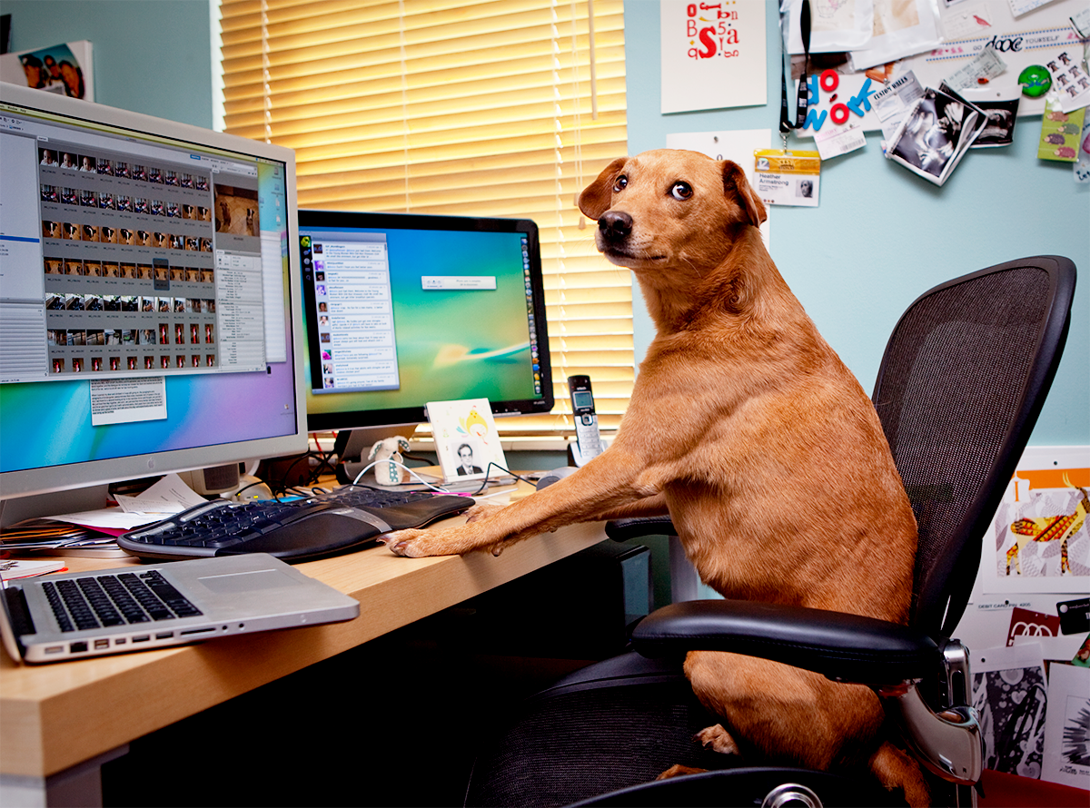 Сижу переписываюсь. В интернете никто не знает что ты собака. Собака за компьютером. Собака программист. Собака сидит за компьютером.